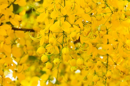 Indian gold rain,close-up of Cassia fistula with yellow flowers