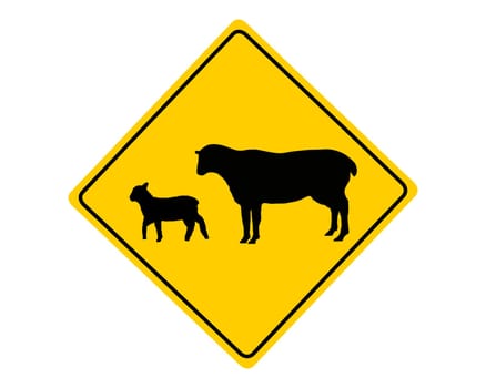 Attention flocks of sheep