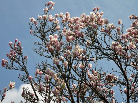 Magnolia blossom