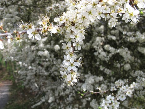 Flowering sling