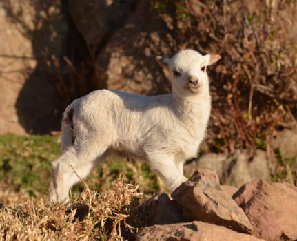 lamb in the mountains