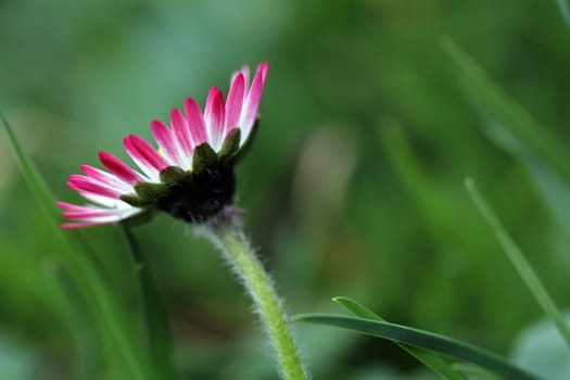 The Red Daisy
