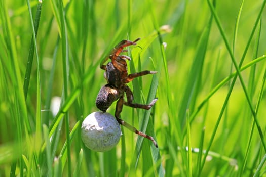 Wolf spider with Eikokon