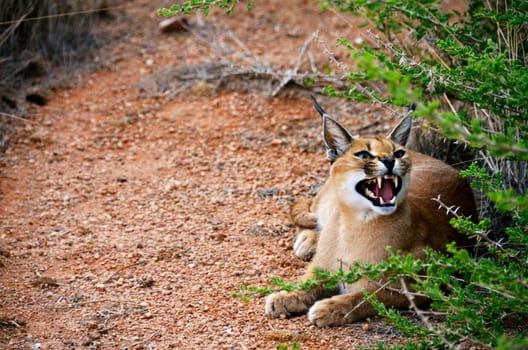 an african caracal cat in Namibia showing its teeth