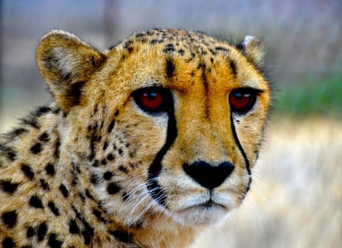 Close-up of a beautiful cheetah in Namibia