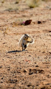 an african ground squirrel standing on its back legs eating