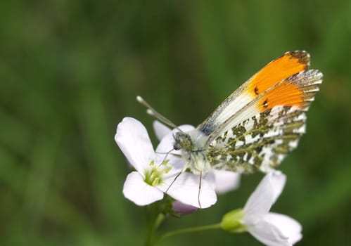Aurora butterfly