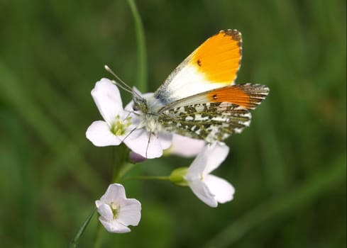 Aurora butterfly