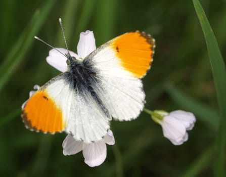 Aurora butterfly