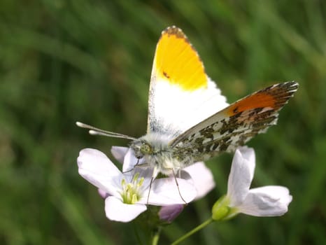 Aurora butterfly