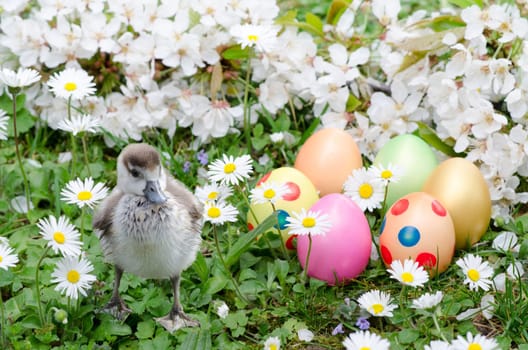 Chicks with Easter eggs and daisies