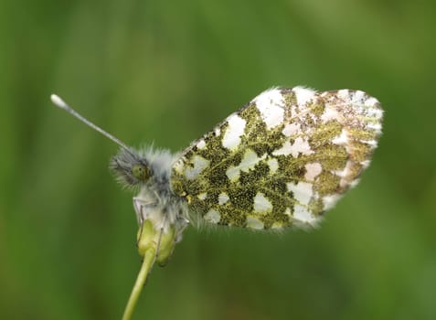 Aurora butterfly