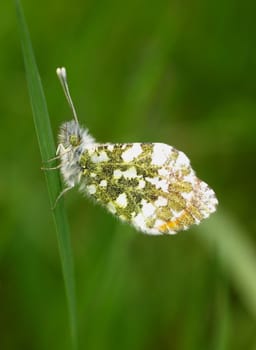 Aurora butterfly