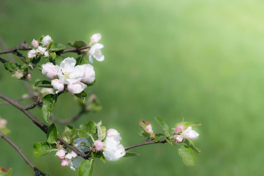 Apple tree blossoms