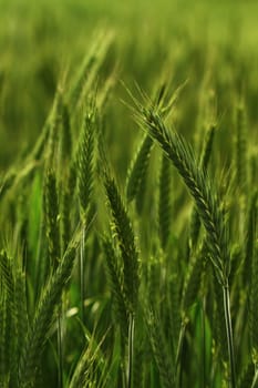 field of tritacale, hybrif of wheat and rye