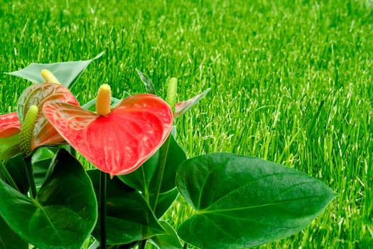 Cala Lily among green foliage.