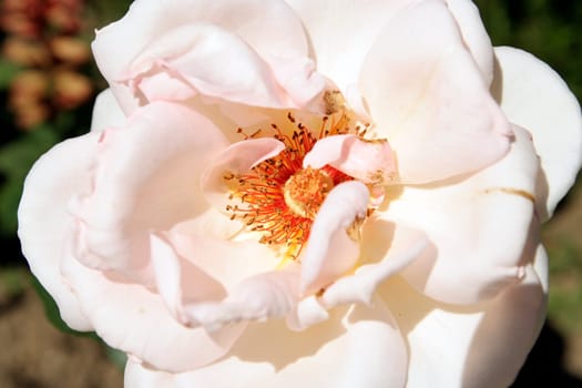 Closeup picture of beautiful rose.