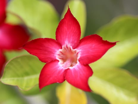 red flower