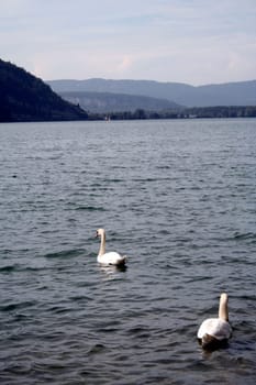 Beautiful  swan floating on water