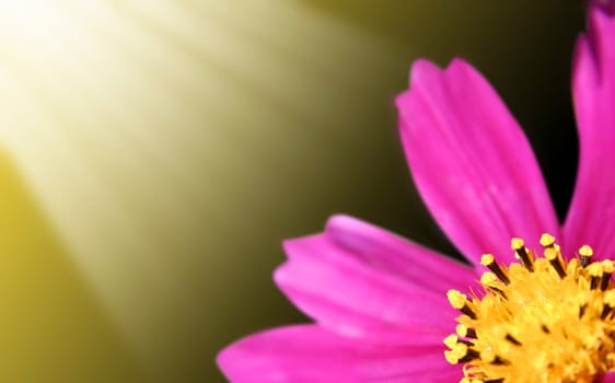 Macro picture of pink daisy-gerbera.
