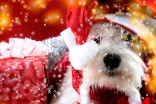 Cute white puppy with present and snowflakes.