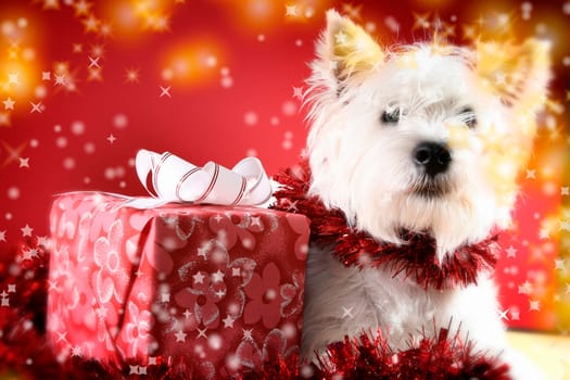Cute white puppy with present and snowflakes.
