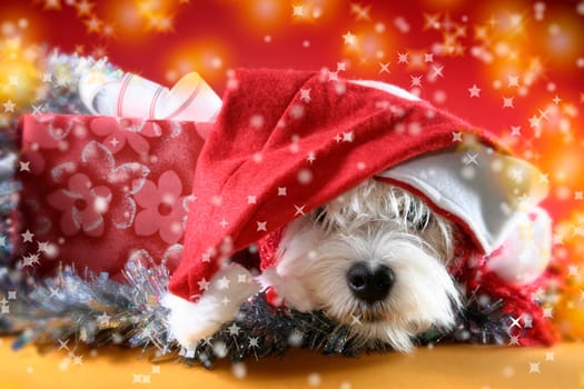 Cute white puppy with present and snowflakes.