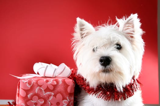 Cute white puppy with present and snowflakes.