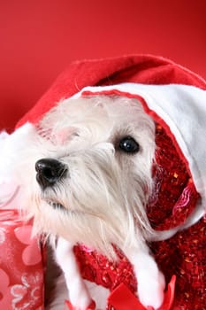 Cute white puppy with present and snowflakes.