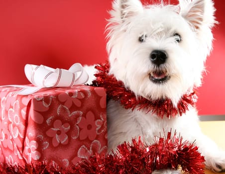 White puppy dressed in santa claus costume.