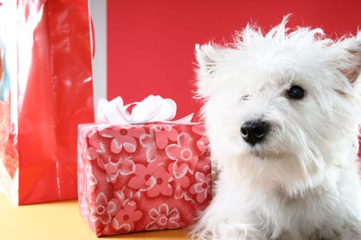 Cute white puppy with present and snowflakes.