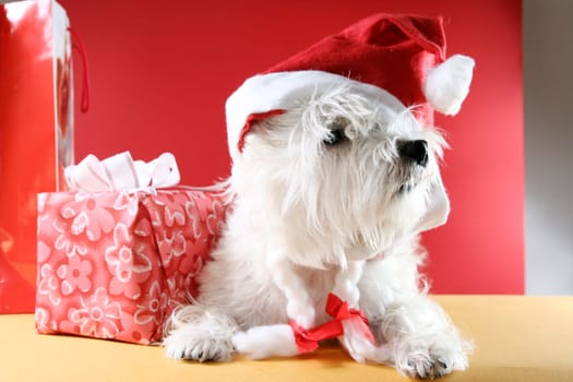 White puppy dressed in santa claus costume.