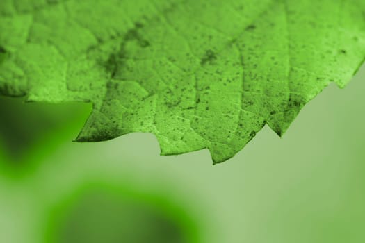 Beautiful background leaves. Close-up photo. Great details.
