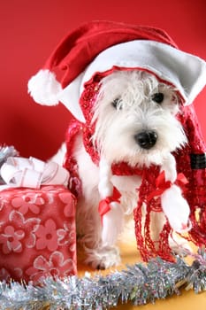 Cute white puppy with present and snowflakes.
