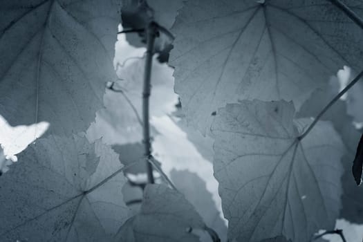 Beautiful background leaves. Close-up photo. Great details.