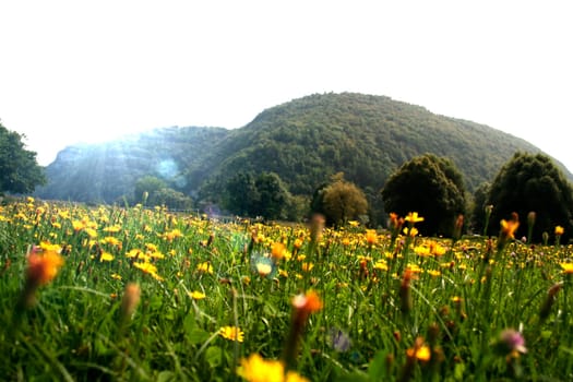 Nature landscape with yellow flowers field and mountains