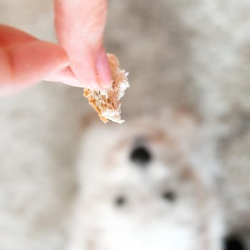 West highland terrier receiveing a treat.
