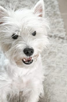 West highland terrier receiveing a treat.