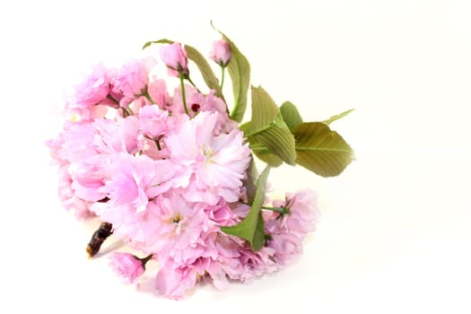 Flowers of a Japanese cherry against a white background