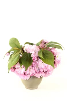 Flowers of a Japanese cherry against a white background