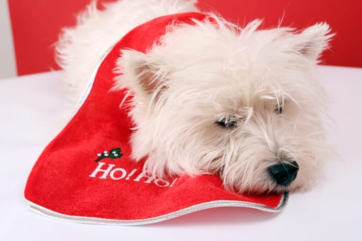 White puppy dresed in santa claus costume.