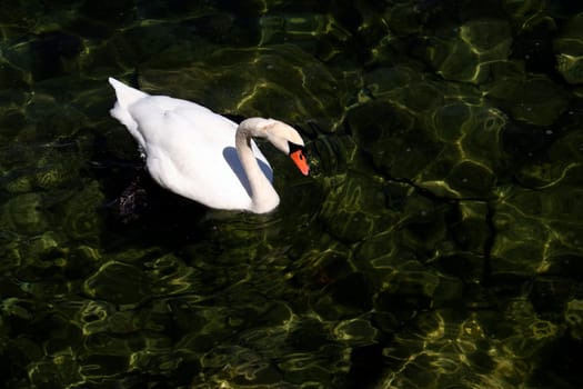 Beautiful  swan floating on water