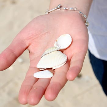 Scallop in a woman hands.