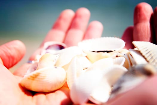 Scallop in a woman hands.