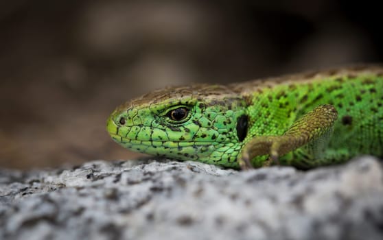 Lizard