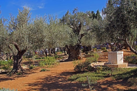 Olive trees within the Garden of Gethsemane which means oil press in Israel.