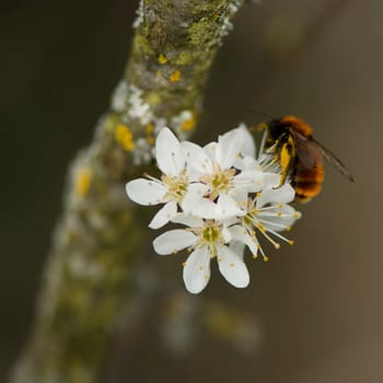 Red Sand Bee
