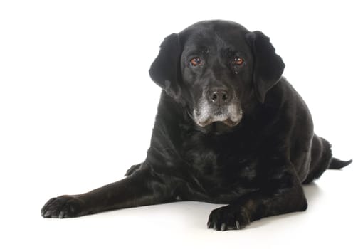 senior dog - black labrador retriever laying down looking at viewer isolated on white background