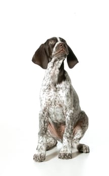 german shorthaired pointer puppy looking up isolated on white background