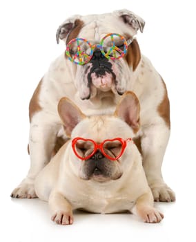 puppy love - french and english bulldogs wearing peace and love glasses isolated on white background